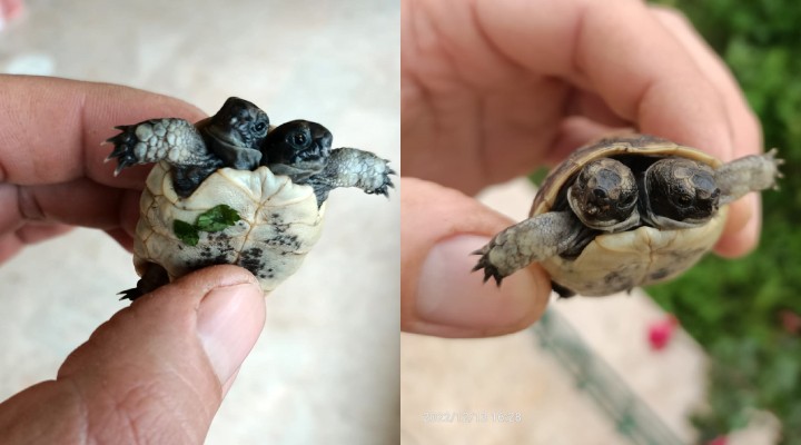 Antalya da görüldü... Çift başlı kaplumbağa!
