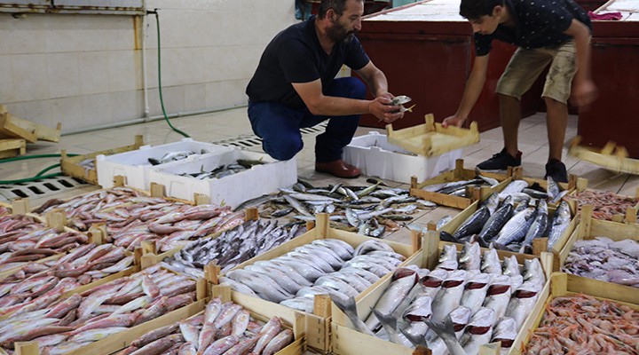 Av yasağı bitti, Foça da balık bollaştı