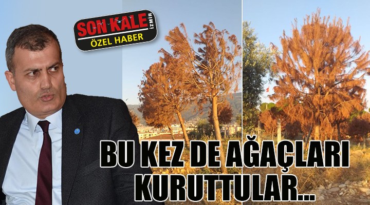 BU KEZ DE AĞAÇLARI KURUTTULAR!