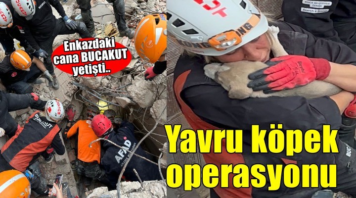 BUCAKUT’tan yavru köpek operasyonu