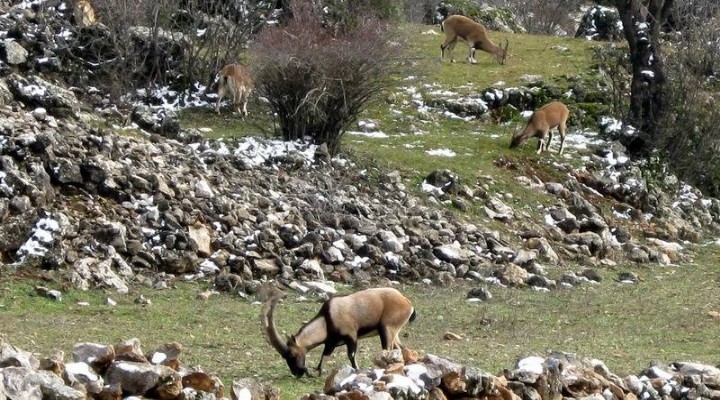 Bakanlık uyardı: Yasak avın tazminatı milyonlarca lira ve hapis cezası!