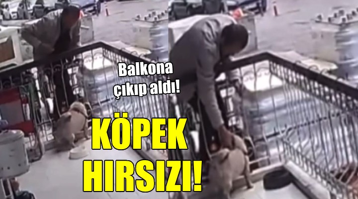 Balkondaki köpeği çaldı!