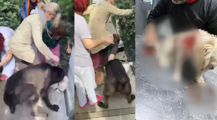 Banu Parlak ın köpeği komşusunun köpeğini öldürdü!