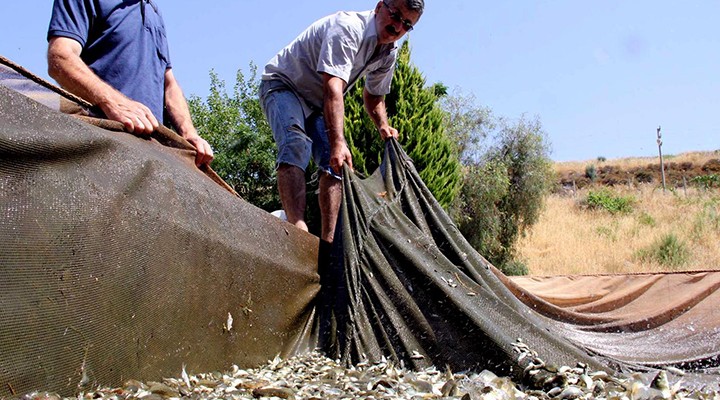 Baraj ve göletlere 1,5 milyon yavru balık