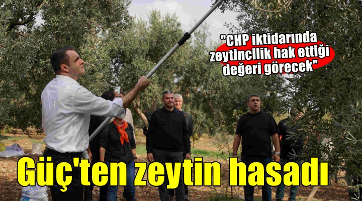 Başkan Güç zeytin hasadına katıldı...
