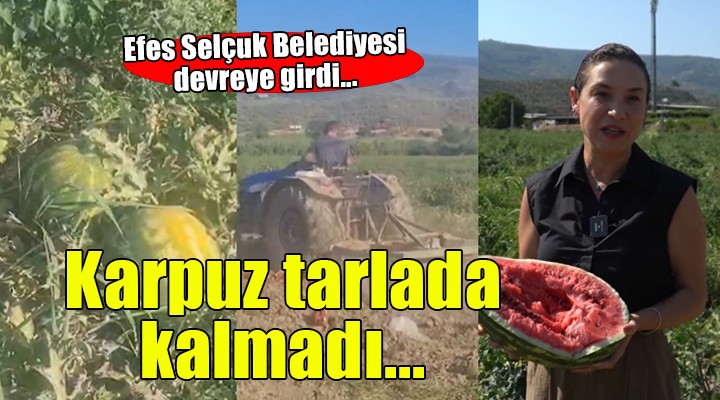 Başkan Sengel devreye girdi, karpuz tarlada kalmadı!