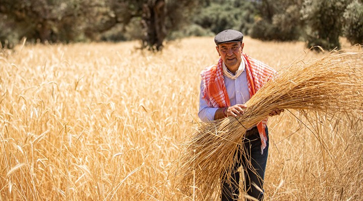 Başkan Soyer saz çavdarı hasadında... Atalık tohumlar toprakla buluşuyor