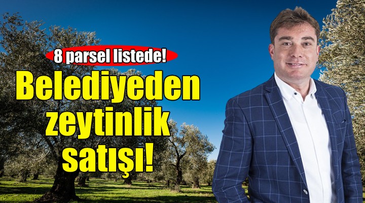 Bayındır Belediyesi nden zeytinlik satışı!