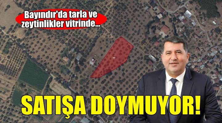 Bayındır da yine satış... Tarla ve zeytinlikler vitrinde!