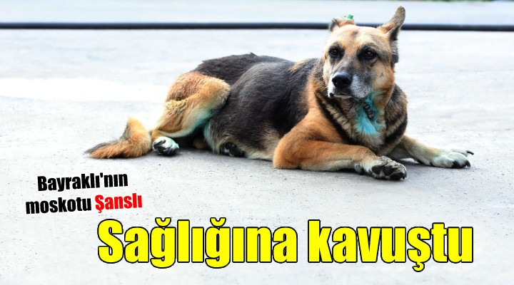 Bayraklı da can dost Şanslı, sağlığına kavuştu