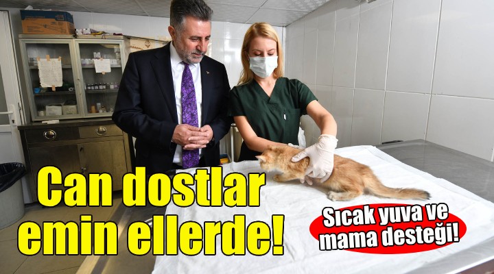 Bayraklı da can dostlar emin ellerde!