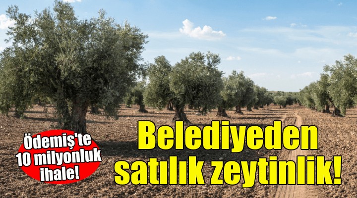 Belediyeden satılık zeytinlik!