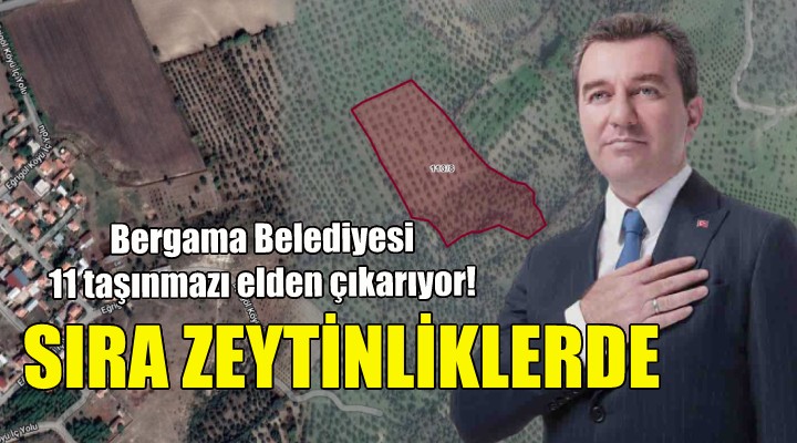 Bergama Belediyesi bu kez zeytinlikleri satıyor!