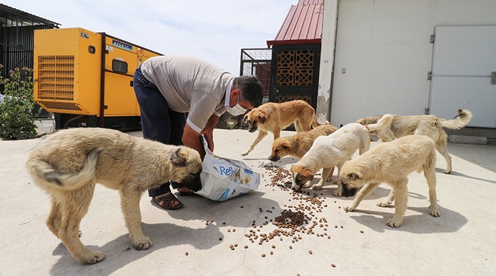 Bergama da can dostlar sahipsiz değil