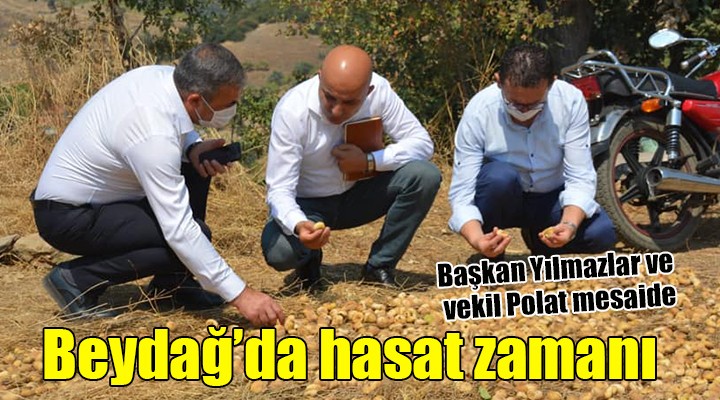 Beydağ da hasat zamanı...