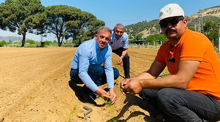 Beydağ da kuşkonmaz üretimine başlandı