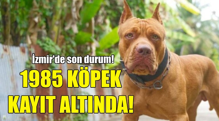 Bin 985 yasaklı ırk köpek kimliklendirildi!