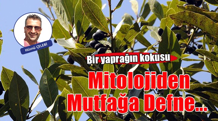 Bir Yaprağın Kokusu: Mitolojiden Mutfağa Defne