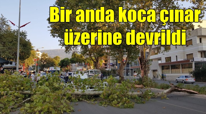 Bir anda çınar üzerine devrildi!