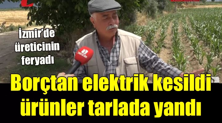 Borç yüzünden elektrik kesildi, ürünler tarlada yandı...