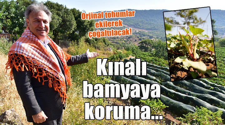 Bornova Kınalı Bamyası’na koruma kalkanı...