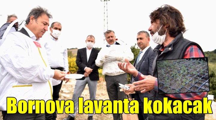 Bornova lavanta kokacak