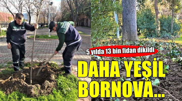 Bornova da 5 yılda 13 bin fidan dikildi...