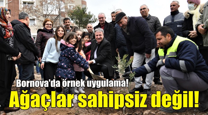 Bornova da ağaçlar sahipsiz değil!