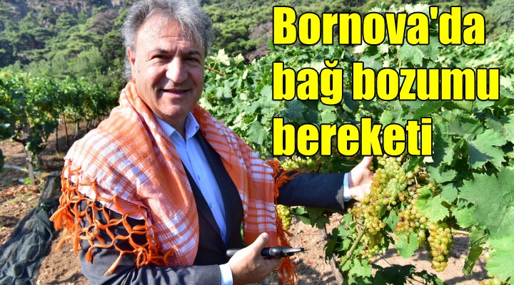 Bornova da bağ bozumu bereketi