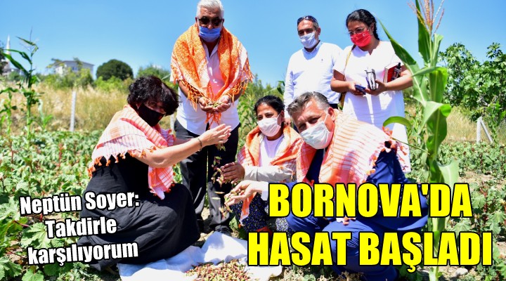 Bornova da hasat başladı...