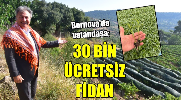 Bornova da ücretsiz 30 bin fidan