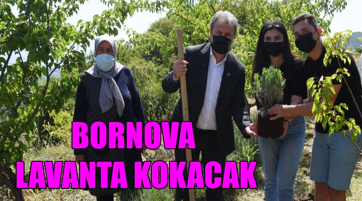 Bornova lavanta kokacak