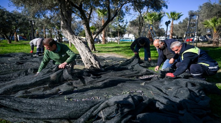 Bornova’da 1500 zeytin ağacında hasada başlandı