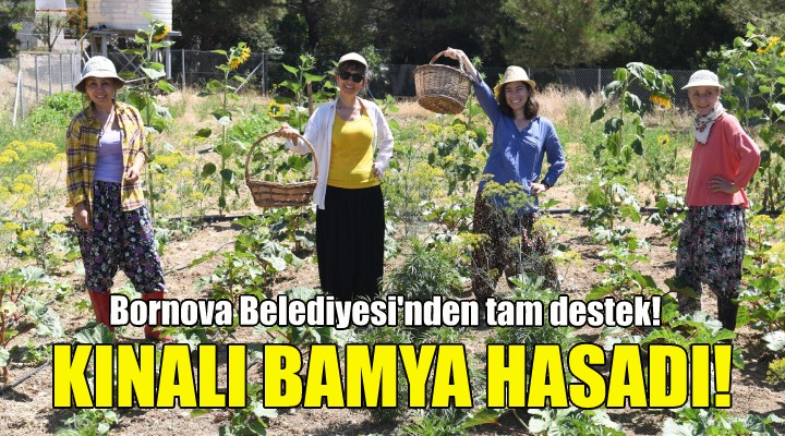 Bornova’da kınalı bamya hasadı!