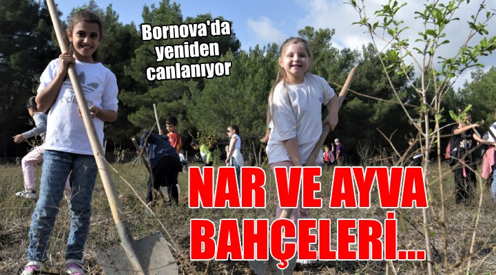 Bornova’da nar ve ayva bahçeleri yeniden canlanıyor