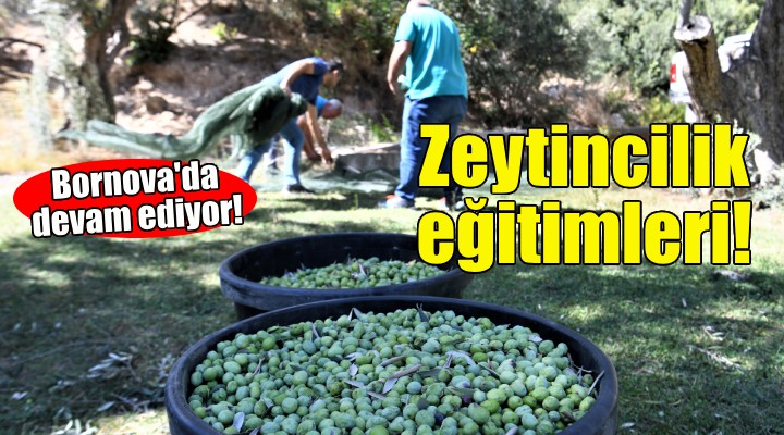 Bornova’da zeytincilik eğitimleri devam ediyor!