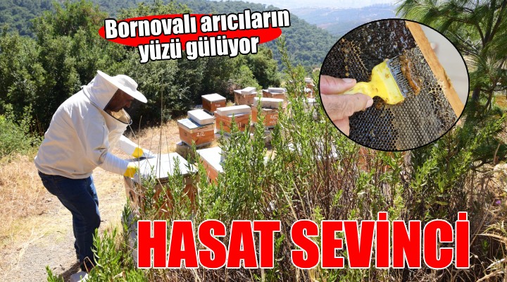 Bornovalı arıcılarda hasat mutluluğu...