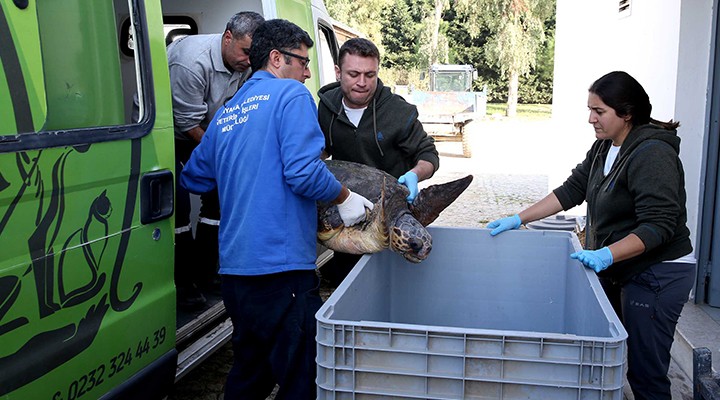 Bostanlı da caretta alarmı!