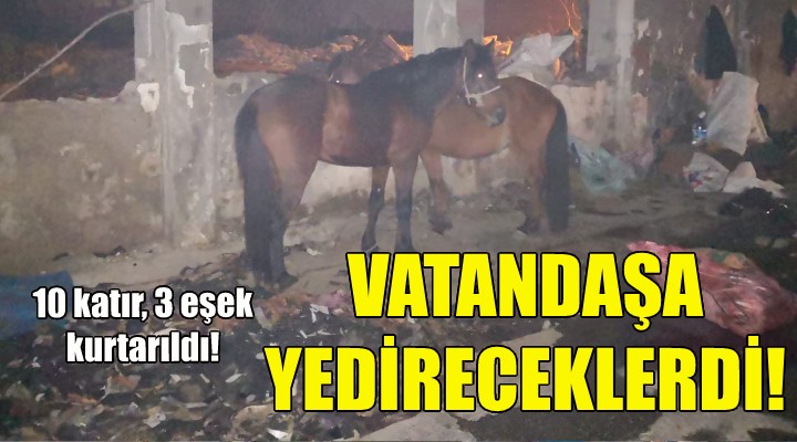 Bu canları kesip, vatandaşa yedireceklerdi!