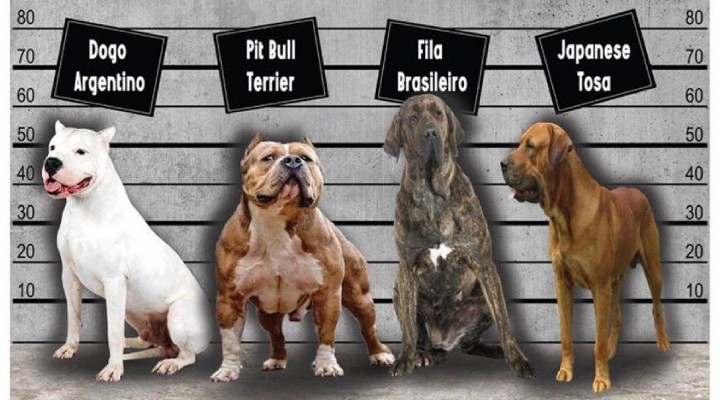 Bu köpekleri sahiplenene ceza