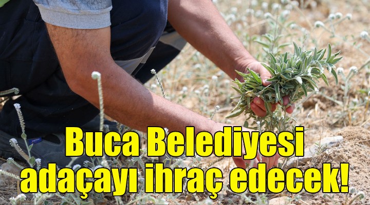 Buca Belediyesi adaçayı ihraç edecek!