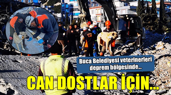 Buca Belediyesi veterinerleri deprem bölgesinde...