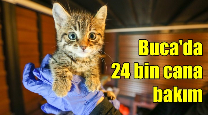 Buca da 24 bin cana bakım...