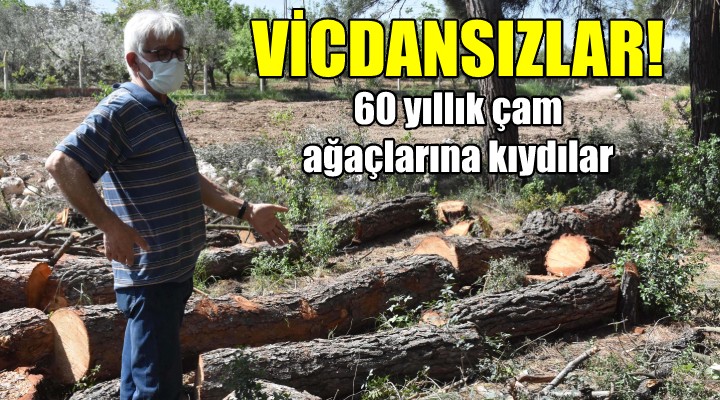 Buca da 60 yıllık çamlara kıydılar!