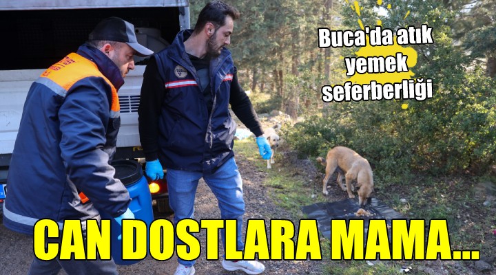 Buca da atık yemekler can dostlara gidiyor