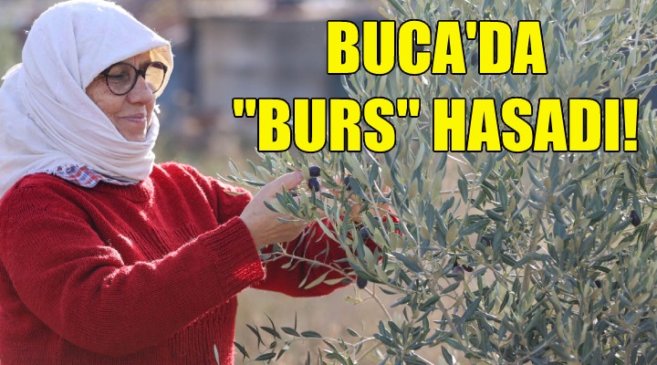 Buca da  burs  hasadı!