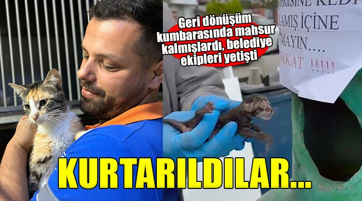 Buca da cam geri dönüşüm kumbarasında mahsur kalan kediler kurtarıldı!