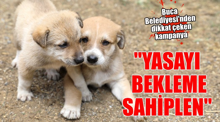 Buca da dikkat çeken sahiplendirme kampanyası...