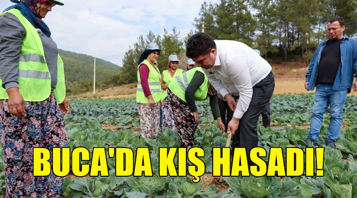 Buca da kış hasadı!