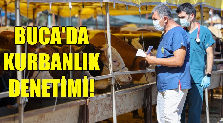 Buca da kurbanlık denetimi!